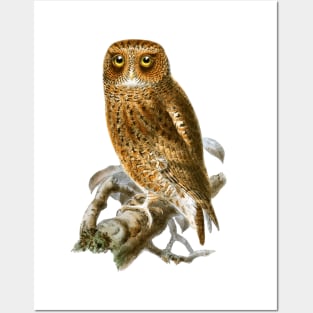 Vintage Owl Illustration Posters and Art